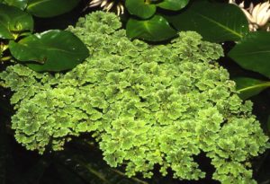 Floating plants like this Azolla filiculoides can be used to great in an aquascape, especially in an open-topped tank