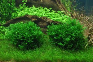 Despite its plant-like appearance, Monoselenium tenerum is a Liverwort