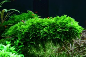 Mosses, like this lush pillow of Christmas Moss (V. dubyana 'Christmas') are increasingly important elements in well-aquascaped tanks