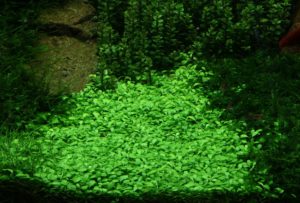 Tropica's Tissue Culture plants make acclimating and growing delicate foreground plants (like Glossostigma) easier than ever