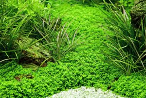 A lush carpet of Hemianthus callitruchoides 'Cuba' grown from Tropica Tissue Culture plants