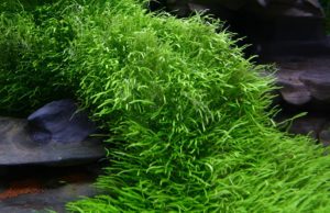 Species like the once rarely seen Utricularia graminifolia are becoming more widely available to both retailers and hobbyists through Tropica