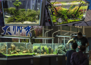 With the art of aquascaping taking the aquarium hobby by storm, planted aquaria have never been more popular