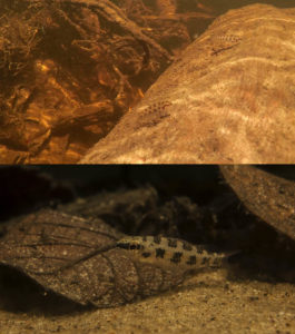Another wild/aquarium comparison with checkerboard cichlids. The use of botanicals like leaf litter can promote natural behaviors in many fish species