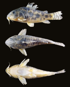 Fig. 1. Corydoras costai spec. nov.: UFRJ 7790, 44.7 mm SL (holotype), Brazil, Bahia state, Guanambi municipality, 14°11'8.8"S 42°44'20.4"W /altitude 522 m.