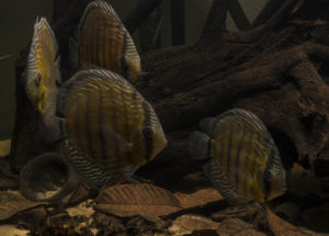 Group of wild discus displaying natural grazing behavior among driftwood and leaf litter