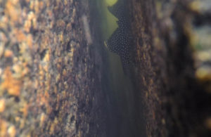 Rock-dwelling pleco in the Rio Xingu. When approached, these fish often boldly swim toward the "intruder" to defend their territory