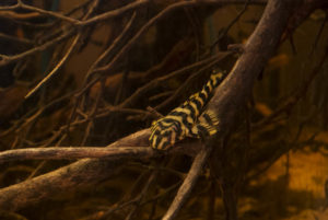 When given complex habitat to interact with, even "shy" species will often become surprisingly bold