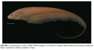 Such a beautiful new knifefish species, Eigenmannia correntes. Image credit: Ricardo Campos-Da-Paz & Igor Raposo Queiroz, Zootaxa.