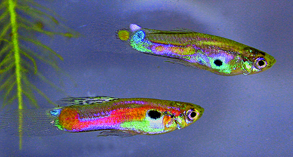 Feral Guppies: Amazonas Reader Spottings Invited