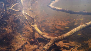 Scenes like this one, with a diverse group of species all living in one microhabitat, can be difficult if not impossible to completely replicate in an aquarium