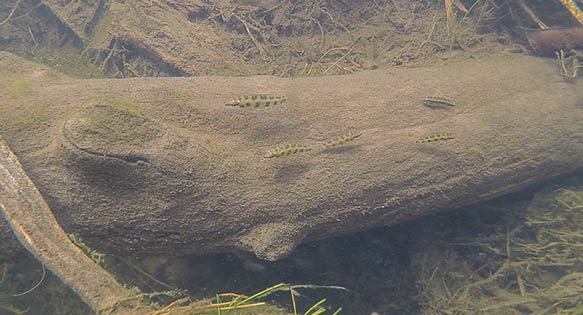 Biotope Video: Clearwater Creeks on the Lower Tapajós