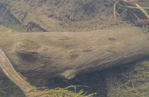 A typical scene in the lower Tapajós: A group of Spadetail Checkerboard Cichlids and an Apistogramma patrol their territory from atop a fallen branch