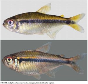 The newly-described Hyphessobrycon petricolus. Image credit: OHARA et. al., Zootaxa.