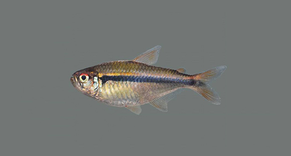 New Tetra Species: Hyphessobrycon petricolus