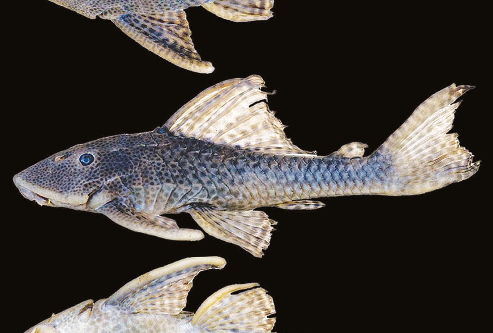 New Fish Species Only YOU Could Love #4: Hypostomus, Cobitis, Eigenmannia