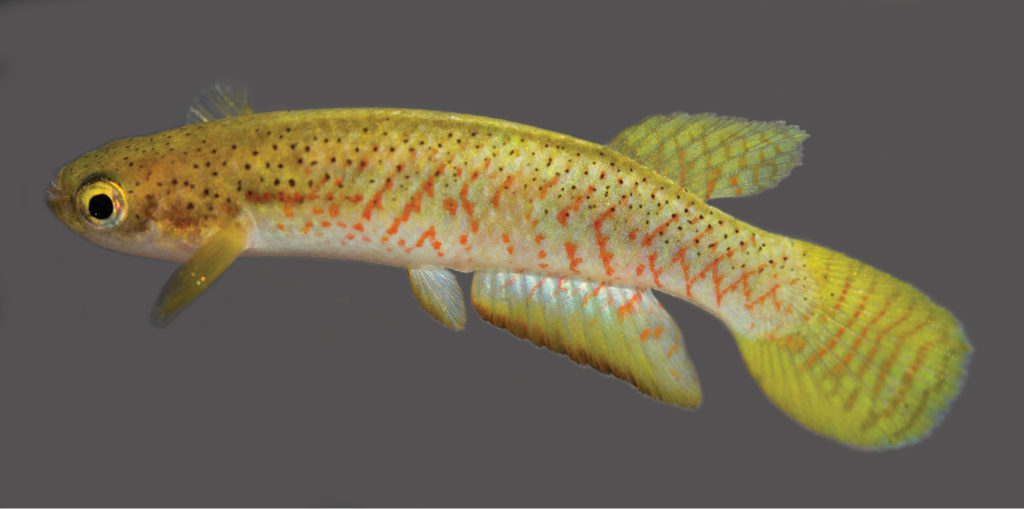 Melanorivulus flavipinnis, male holotype