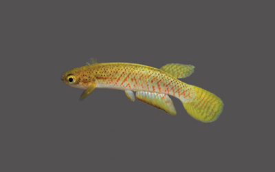 Three New Melanorivulus Killifish From Brazil