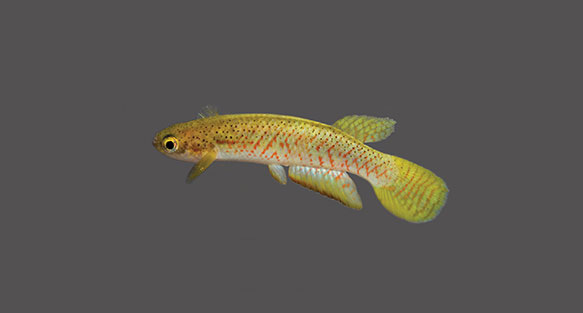 Three New Melanorivulus Killifish From Brazil