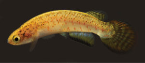 Melanorivulus flavipinnis, female paratype