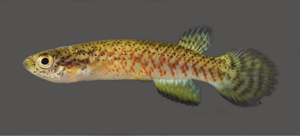 Melanorivulus ignescens, female paratype