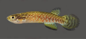 Melanorivulus ignescens, female paratype
