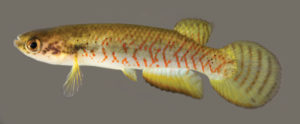 Melanorivulus regularis, male holotype.