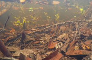 Typical blackwater habitat like this scene is characeristic of the middle Rio Negro