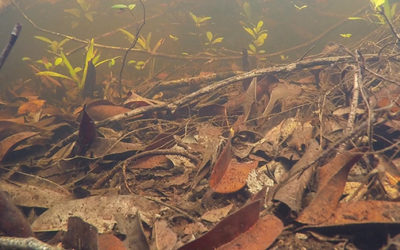 Biotope Video: Blackwater Shallows in the Middle Rio Negro