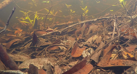 Biotope Video: Blackwater Shallows in the Middle Rio Negro
