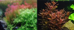 Rotala species, like R. wallichii (left) and R. macrandra (right) add a splash of color to high light aquariums