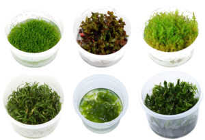 A selection of Tropica's Tissue Cultured aquarium plants. Clockwise from top left: Riccia fluitans, Rotala macrandra, Vesicularia dubyana 'Christmas', Didiplis diandra, Monoselenium tenerum, and Lilaeopsis braziliensis