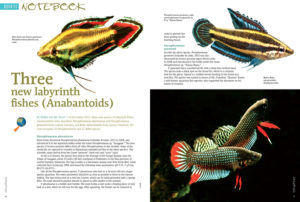 Three New Labyrinth Fishes (Anabantoids), by Stefan van der Voort, July/August 2013 issue of AMAZONAS.