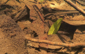 The dense leaf litter coating the bottom provides both food and shelter for many species