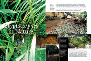 "Cryptocorynes In Nature," by Maike Wilstermann-Hildebrand and Cord Hildebrand, in the May/June 2015 issue of AMAZONAS