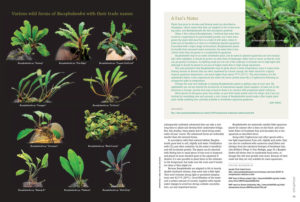 Pages from "Rare New Plants from Borneo: Bucephalandra" by Flair Wang in collaboration with Crimson Taiwan.