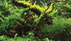The Tangled Bank: Notes On The Creation Of A Vertical Garden Aquarium, by Steve Waldron, Aquarium Zen