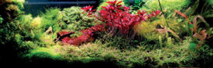 Image by Ole Pedersen, from "Carbon Dioxide in Planted Aquariums", AMAZONAS May/Jun 2012