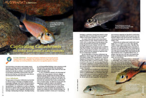 Sergey Anikshteyn introduces readers to the "Captivating Callochromis: The lovable sand cichlids of Lake Tanganyika."