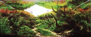 “Nature Colors,” Winner of the Aquatic Garden, 60–120 L category. Aquascape by Carlos Souza from São Paulo, Brazil