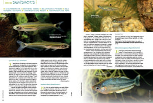 What's new? What's hot? What's worth revisiting? AMAZONAS Magazine's Species Snapshots will keep you in the know with the latest freshwater fish in the aquarium industry. In this issue: Lizard Tetras (Iguanodectes spp.), the Eyespot Rasbora (Brevibora cheeya), the Pygmy Rainbowfish (Melanotaenia pygmaea), the Fasin Rainbowfish (Melanotaenia fasinensis), Regan's Mouthbrooder (Chromidotilapia regani), and the Gabon Dwarf Mouthbrooder (Chromidotilapia nana).