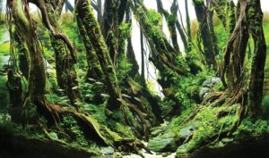 “Flow,” 2016 Winner of Aquatic Garden, 28–60 L Category. Aquascape by Jirawong Laopiyasakul from Pattaya Chonburi, Thailand