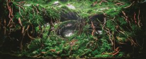 “Harmonious,” Winner of the Aquatic Garden, 120–200 L category. Aquascape by Pan Yuecheng from Foshan City, China.