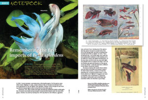 Our Aquatic Notebook starts off with a historical perspective from author Nico Röhrs, writing "Remembering the first imports of Betta splendens."