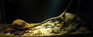 “Cryptoheros in Rio Lancetilla,” Winner of the Biotope Aquascape category. Aquascape by Tomislav Sobota from Zagreb, Croatia