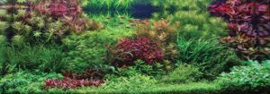“Fall is Coming,” Winner of the Dutch Aquascape category. Aquascape by Gabor Vereb from Debrecen, Hungary