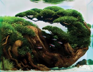 “Follow Me," 2016 Winner of Smaller than 28-L Category. Aquascape by Herry Rasio from Malang Jawa Timur, Indonesia