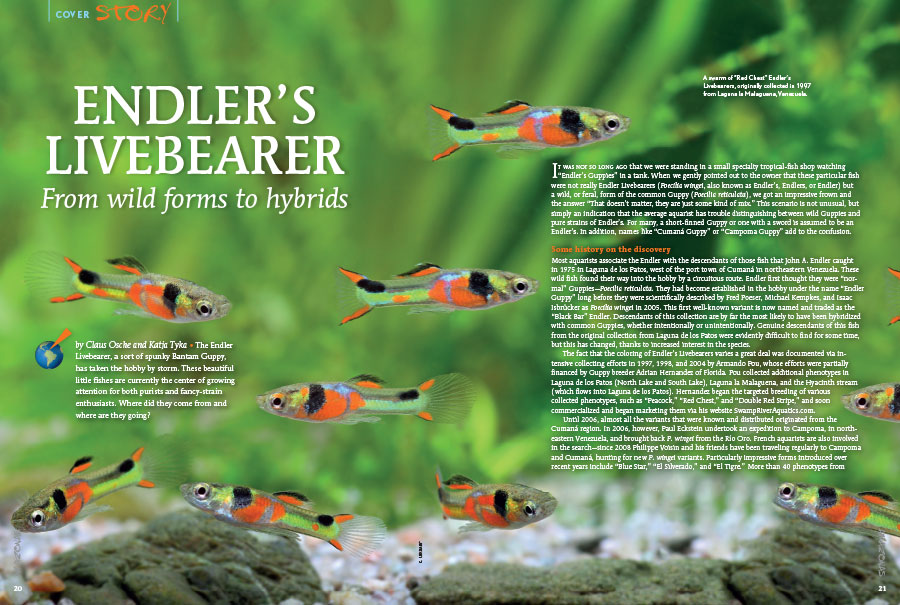 AMAZONAS “ENDLER’S LIVEBEARERS!” Issue: Inside Look