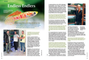 Anyone looking on the Internet for Endlers and their variants will inevitably land on the websites of breeders Jef Pedro and Paul Eijkhout, as well as the Endler forum EndlersRus.eu and their group on Facebook. Claus Osche talked to Pedro and Eijkhout in Amsterdam, sharing insights from these prolific European breeders in the interview "Endless Endlers".
