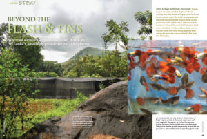 "AMAZONAS senior editor Mike Tuccinardi takes readers on a tour of some Sri Lankan and Vietnamese Guppy farms, which provide the vast majority of mass-produced fancy Guppies and Endlers to the world’s aquarium shops." - Hans-Georg Evers